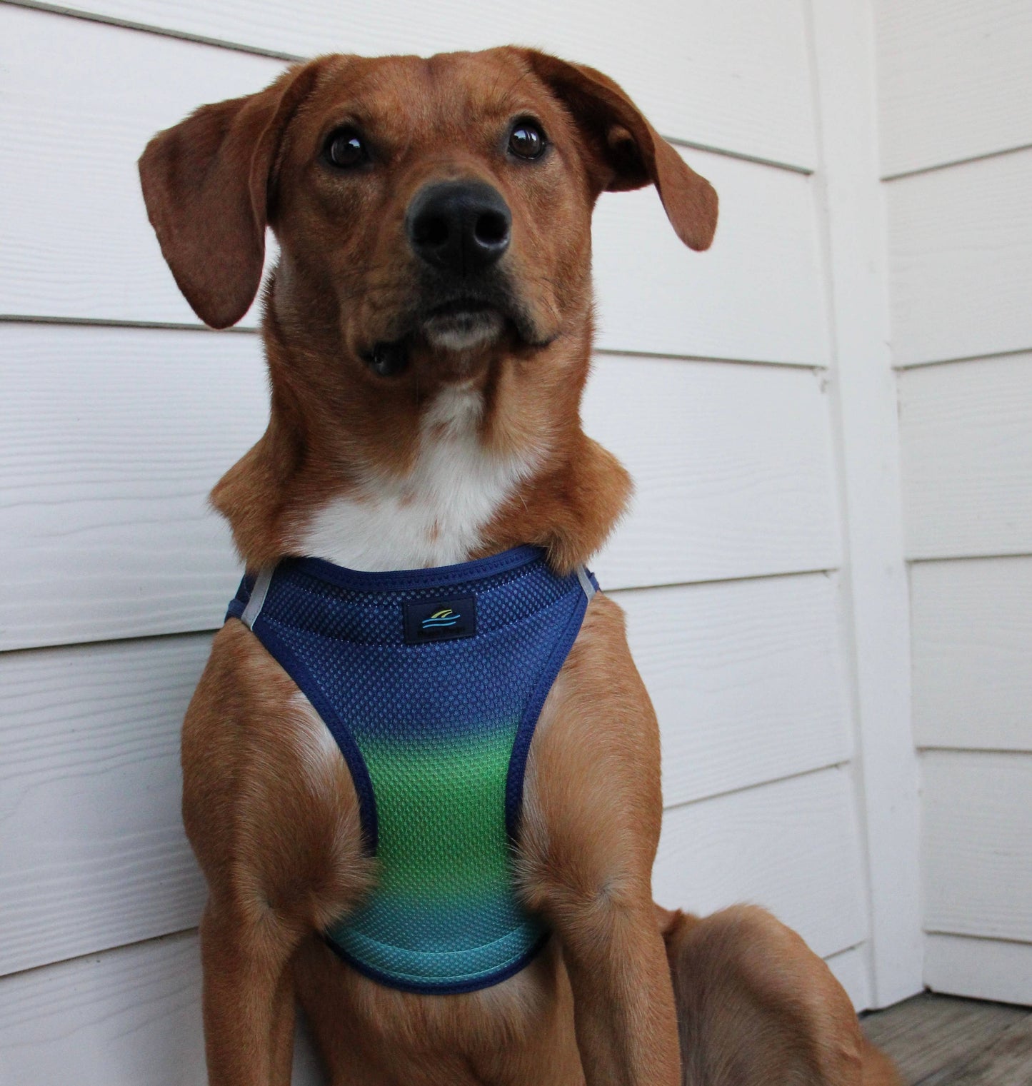 American River Ombre Dog Harness - Northern Lights